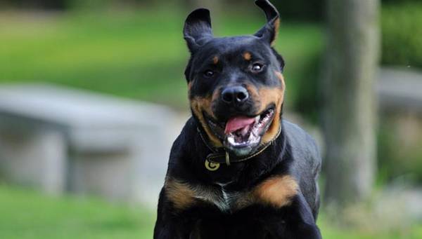 ������������ǰʮ����ëֻ���ŵ���