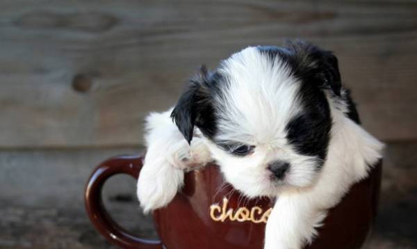 �豭Ȯ������ǧ�����ǲ豭Ȯ����ô���ģ����˺�֪����