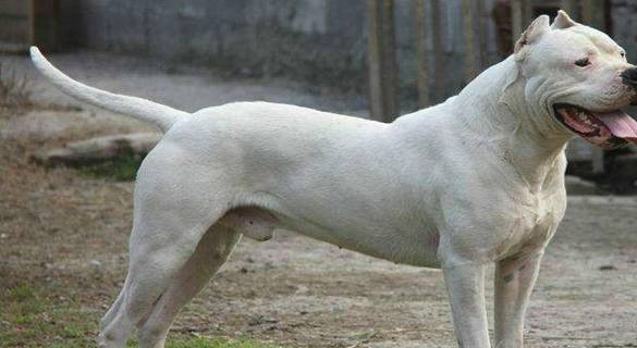 ��ù�����Ȯ�����ֹ�����������ѡ�������ֻ��ܲ���ֻ�������