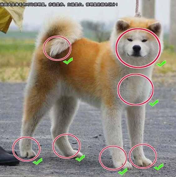 ����ж�����Ȯ�Ͳ�Ȯ��5��С���ţ������������ɼ���
