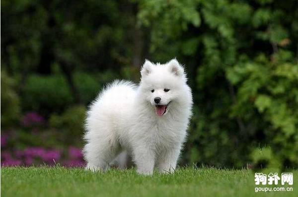 С������Ǯһֻ?�����Ĺ���Ʒ�ּ۸���̵�!