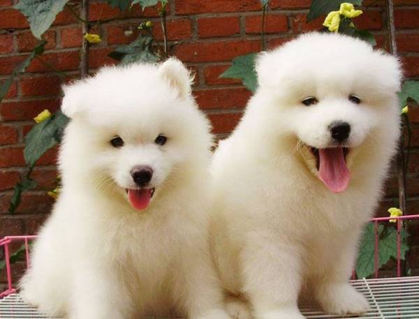 ����������Ĺ������а����Ǽҹ��ڰ���ǰ3��Ϊ��������ɵ