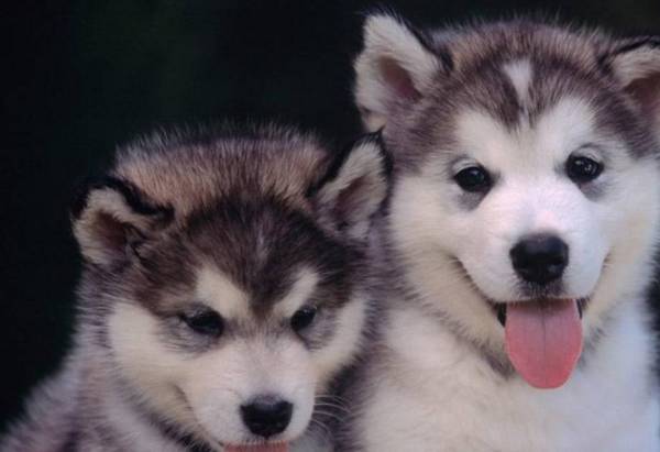 ����������Ĺ������а����Ǽҹ��ڰ���ǰ3��Ϊ��������ɵ