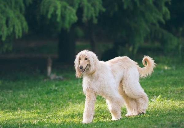 ����������Ĺ������а����Ǽҹ��ڰ���ǰ3��Ϊ��������ɵ