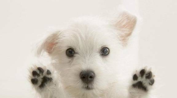 ��Ȯ����ָ����Ҫ���ù�������ƽ���ķ�չ�����ֹؼ���Ҫ���Σ�