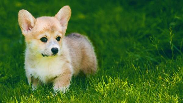 ���ǳ�Ĺ���ʲô���֣�