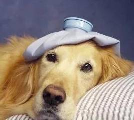 �������ɶ��Ŷ���Ҳ��Ҫ�Թ�������������ô�죿