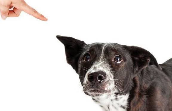 �ͷ�����ʱ�����ܷ���5��ɻ䣬��һ��������һ���ӣ�