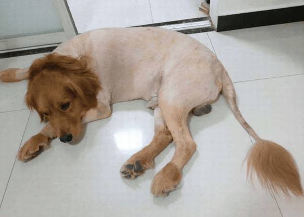 ��ë�ܳ���ã�������ë��᲻��Ӧ��