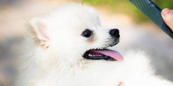 �ò���Ȯͷ���ÿ�7��ʳ�ģ���ι��û�У�