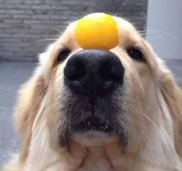 ���ܣ�������������ë�����أ�ÿ������ƣ����ܰﹷ����ë��