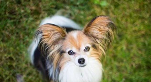 ����������Ը��è�޹����±�5��С������ʣ��������С