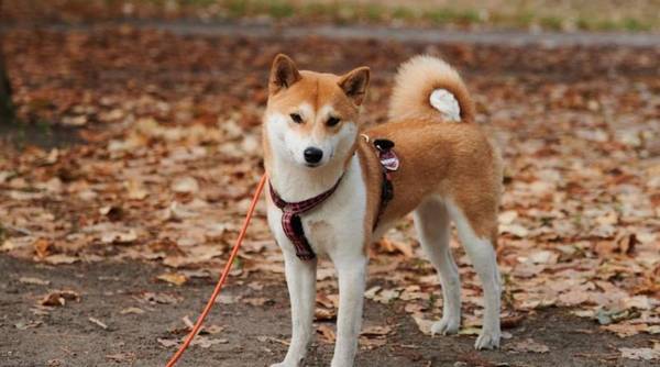 ��Բ�Ȯ�����ж����أ�һ������ʶһ�²�Ȯ�ɣ�