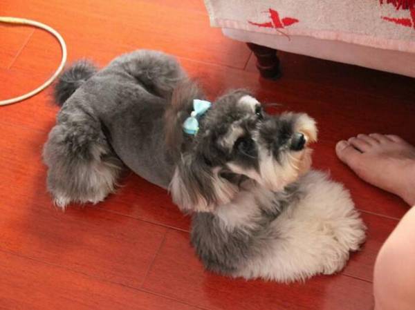 �ʺϼ�����С��Ȯ����Щ