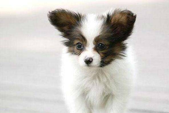 �ʺϼ�����С��Ȯ����Щ