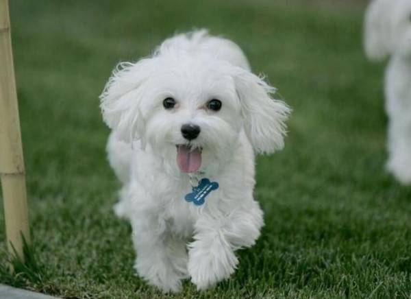 �ʺϼ�����С��Ȯ����Щ