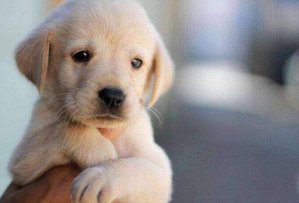 �����򹷿ɿ���