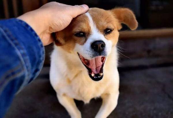 �����򹷿ɿ���