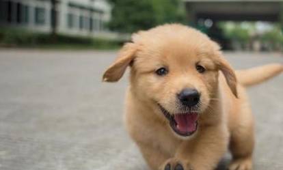 ��һЩ��ëҲϲ����ܣ���Ҳ����Ϊʲôԭ���µ��أ�