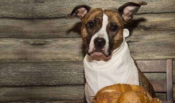 ���������ι��������������Ӫ���ɷ�ǧ���������ö���������