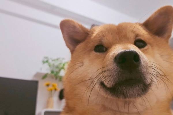 ��ȮΪʲô��Ц����Ȯ��Ц��ԭ����ʲô��