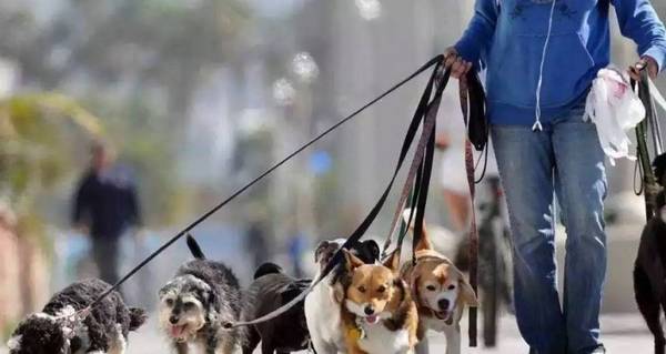 �⼸�ࡰ��è�޹���ϰ���ԣ�����ɹ��������١�������Ҫ�˽�