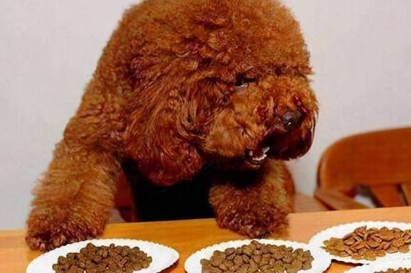 �⼸�ࡰ��è�޹���ϰ���ԣ�����ɹ��������١�������Ҫ�˽�