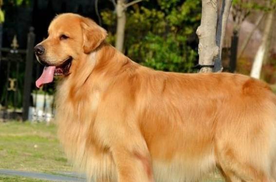 ���ģ���ë������һЩ�£�ԭ���ǰ��㵱�����ˣ�