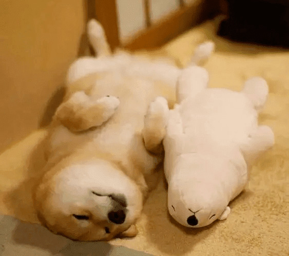 ����ǧ��ٹֵ�˯�ˣ�������ʲô���壿