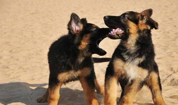 �¹�����Ȯ������������ʶ