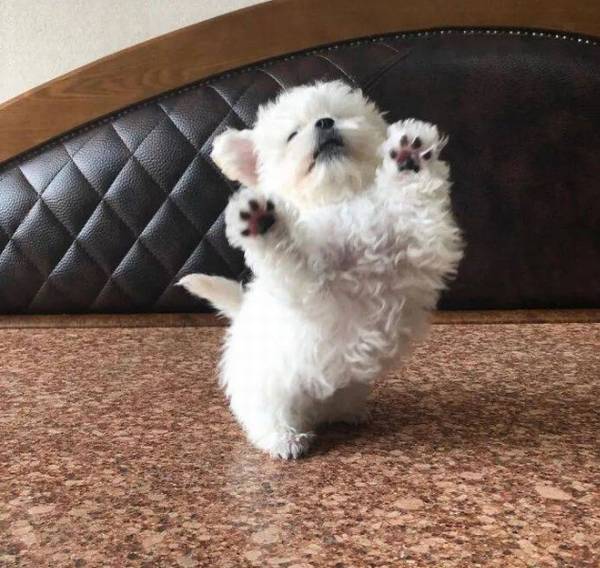 ˵��ģ�������ŴŴ�ı�һ�����������п������ϲ����