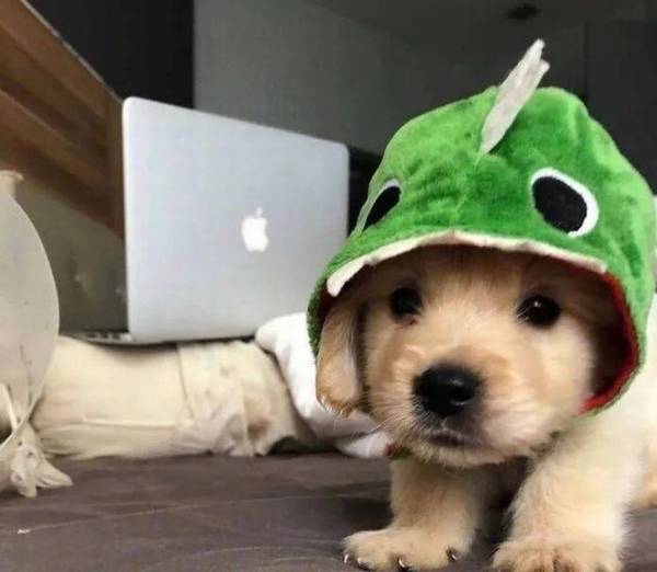 ˵��ģ�������ŴŴ�ı�һ�����������п������ϲ����