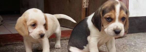 �ȸ�Ȯ�൱���˼�����������ȸ�ȮӦ����ô����