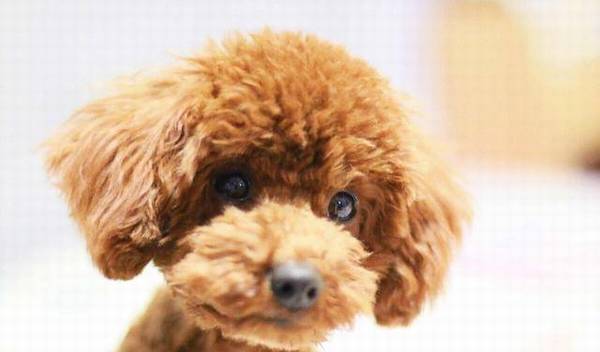 ��������������Ϊ����Ϊ�˱������ˣ�������