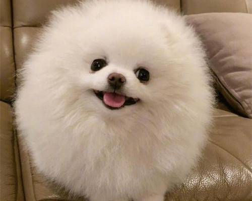 ��α��ⲩ��������