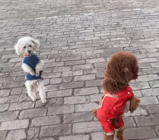 С��վ���߶�������ϲ�������˼��ر�ע��Ȯ�༹׵������������ֹ