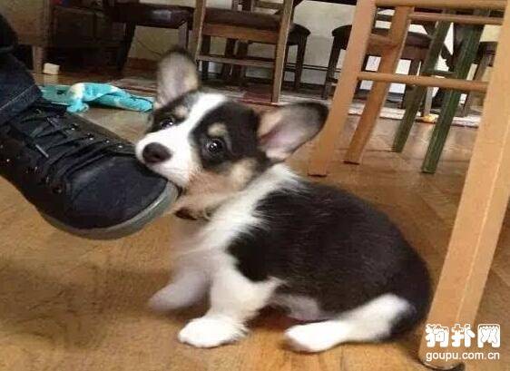 Ϊʲô��Щ�˻ᱻ��ҧ��