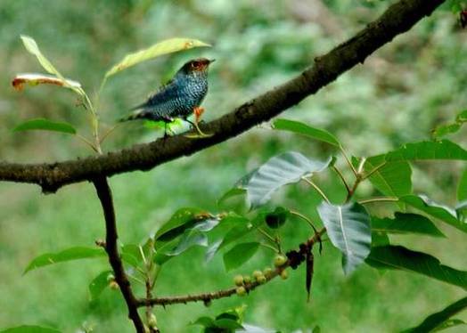 [����]��ɽ�����еİ������