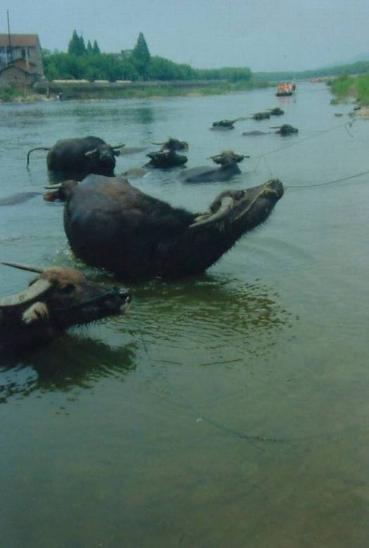 [�㽭]����˫Ϫ��Ư��