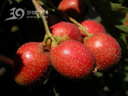 ɽ髿��Է�����������Ѫ�ܲ�