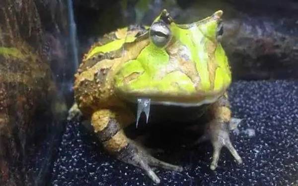 �����Ͻ�����ʲô�ܣ�