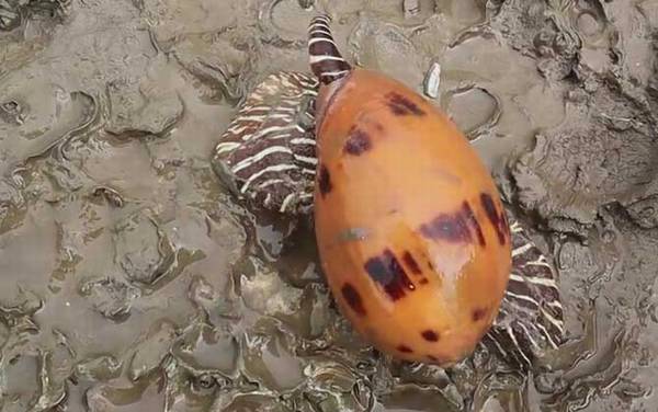 ������ʲô�ݣ�