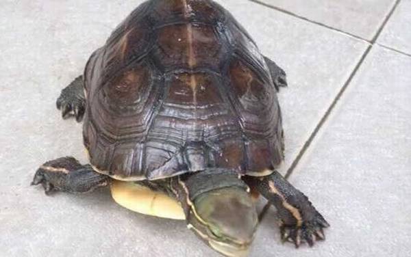 ���ϱտǹ���ʲô�ꣿ