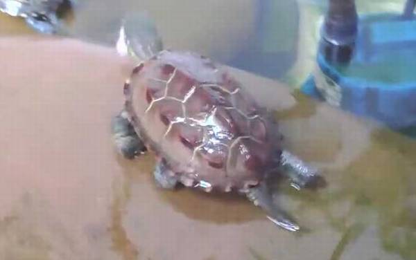���ٹ���ʲô�ꣿ