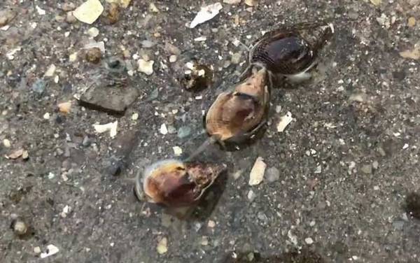 ֯������ʲô�ݣ�