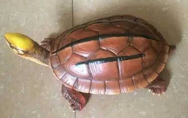 ���߹���ʲô�ꣿ