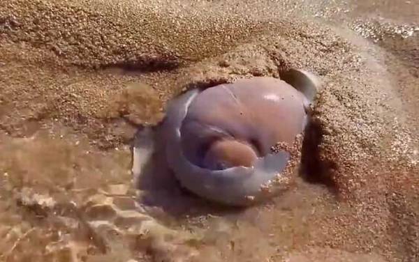 è������ʲô�ݣ�
