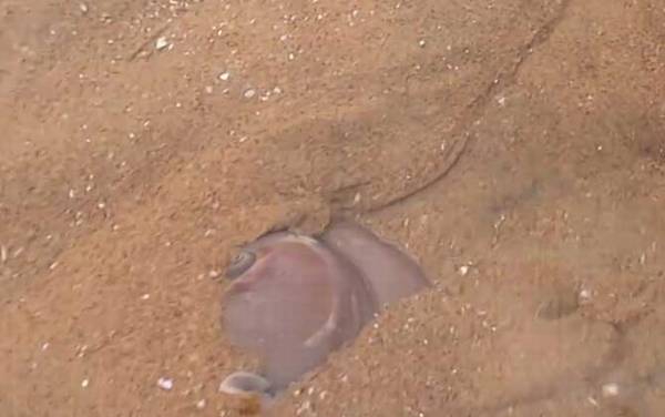 è������ʲô�ݣ�
