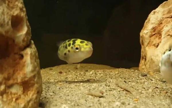 Ǳˮͧ����ʲô�㣿