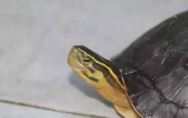 �տǹ���ʲô�ꣿ